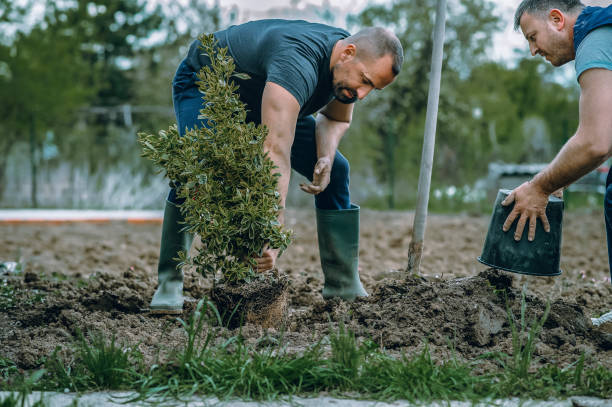 Best Sod Installation  in USA